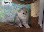 Fluffy baby - Persian Cat For Sale - Leander&comma; TX&comma; US