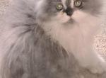Cfa registered doll face persian - Persian Cat For Sale - Woodburn&comma; IN&comma; US
