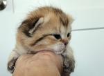 Lincoln - Scottish Fold Cat For Sale - Lincoln&comma; NE&comma; US