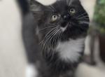 Ragcoons - Maine Coon Cat For Sale - Saugerties&comma; NY&comma; US