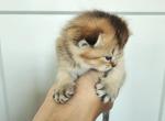 Brownie - Scottish Fold Cat For Sale - Lincoln&comma; NE&comma; US