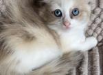 Nyla - Ragdoll Cat For Sale - Glens Falls&comma; NY&comma; US