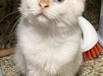 Cute Ragdoll Kitten 3 - Ragdoll Cat For Sale - Walnut Creek&comma; CA&comma; US