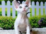 Lilu - Devon Rex Cat For Sale - Norwalk&comma; CT&comma; US