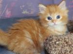 Dakota - Siberian Cat For Sale - Miami&comma; FL&comma; US