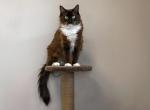 mittens - Ragdoll Cat For Sale - Freeburg&comma; PA&comma; US