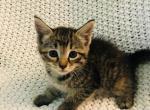 FREE kittens - Domestic Cat For Sale - New Holland&comma; PA&comma; US
