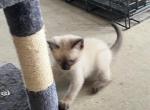 GIRL SIAMESE SEAL POINT - Siamese Cat For Sale - Bryan&comma; TX&comma; US