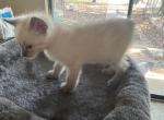 SIAMESE RUMP - Siamese Cat For Sale - Bryan&comma; TX&comma; US