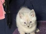 LYNX POINT - Siamese Cat For Sale - Bryan&comma; TX&comma; US