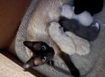 Cheesy Litter - Siamese Cat For Sale - Bryan&comma; TX&comma; US