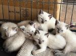 SIAMESE KITTEN GROUP - Manx Cat For Sale - Bryan&comma; TX&comma; US