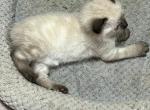 Seal Point Manx Boy - Siamese Cat For Sale - Bryan&comma; TX&comma; US