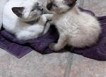 SIAMESE MANX - Manx Cat For Sale - Bryan&comma; TX&comma; US