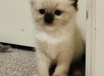 Sky Girl Ragdolls TICA - Ragdoll Cat For Sale - Murrieta&comma; CA&comma; US