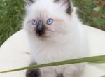 Lindsey ready August 27 - Ragdoll Cat For Sale - Mount Joy&comma; PA&comma; US