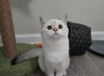 Verona - Scottish Straight Cat For Sale - Levittown&comma; PA&comma; US