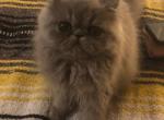Bluewee persian grey girl - Persian Cat For Sale - MA&comma; US