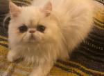 White persian female kitten - Persian Cat For Sale - MA&comma; US