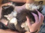 Black and white persian kitten - Persian Cat For Sale - MA&comma; US
