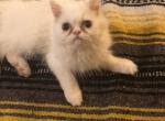 Persian female kitten white - Persian Cat For Sale - MA&comma; US