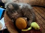 Dante Blue Cream Reserved - Persian Cat For Sale - Pensacola, FL, US