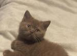 Cinnamon kitten - British Shorthair Kitten For Sale - Boonton&comma; NJ&comma; US