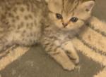 Beni - Scottish Fold Cat For Sale - Philadelphia&comma; PA&comma; US
