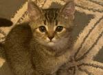 Sima - Scottish Straight Cat For Sale - Philadelphia&comma; PA&comma; US