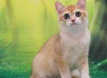 Bob - British Shorthair Cat For Sale - Brooklyn&comma; NY&comma; US