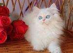 Cristal - British Shorthair Cat For Sale - Brooklyn&comma; NY&comma; US