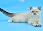 Darin - Scottish Straight Cat For Sale - Brooklyn&comma; NY&comma; US
