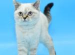Deizi - Scottish Straight Cat For Sale - Brooklyn&comma; NY&comma; US
