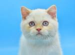 Denis - Scottish Straight Cat For Sale - Brooklyn&comma; NY&comma; US