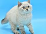 Drago - Scottish Straight Cat For Sale - Brooklyn&comma; NY&comma; US
