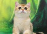 Barman - British Shorthair Cat For Sale - Brooklyn&comma; NY&comma; US