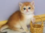 Cosmos - British Shorthair Cat For Sale - Brooklyn&comma; NY&comma; US