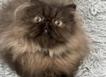 Gudron - Persian Cat For Sale - Pembroke Pines&comma; FL&comma; US