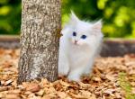 Isabelle - Siberian Cat For Sale - Miami&comma; FL&comma; US