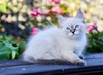 Jo - Siberian Cat For Sale - Miami&comma; FL&comma; US