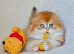 Marzipan - Scottish Fold Cat For Sale - Brooklyn&comma; NY&comma; US