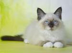 Ostap - Siberian Cat For Sale - Miami&comma; FL&comma; US