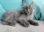 Izumrud - Maine Coon Cat For Sale - Miami&comma; FL&comma; US