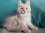 Injir - Maine Coon Cat For Sale - Hollywood&comma; FL&comma; US