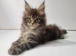Samantha - Maine Coon Cat For Sale - Hollywood&comma; FL&comma; US