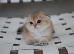 Bro - Scottish Fold Cat For Sale - Levittown&comma; PA&comma; US