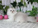 Tesla - Scottish Fold Cat For Sale - Norwalk&comma; CT&comma; US