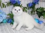 Versal - Scottish Fold Cat For Sale - Norwalk&comma; CT&comma; US