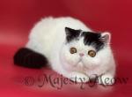 Panda - Exotic Cat For Sale - Yucca Valley&comma; CA&comma; US