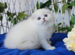 Vlasta - Scottish Fold Cat For Sale - Norwalk&comma; CT&comma; US